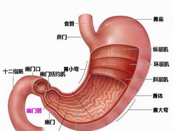 「未來醫生科普」吃的越多胃越大,吃的越少胃越小?胃:什麼? 「未來醫生科普」吃的越多胃越大,吃的越少胃越小?胃:什麼?
