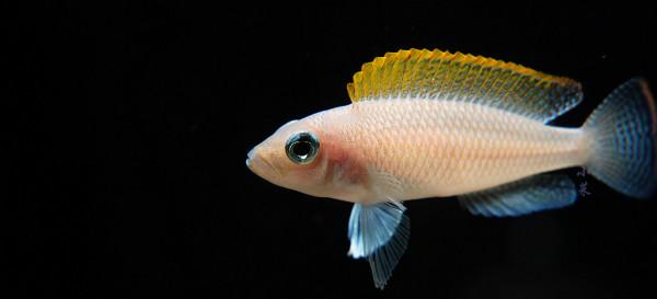 動物世界大全 第二章 魚(一)圖文解析每天為你展現動物知識 動物世界大全 第二章 魚(一)圖文解析每天為你展現動物知識