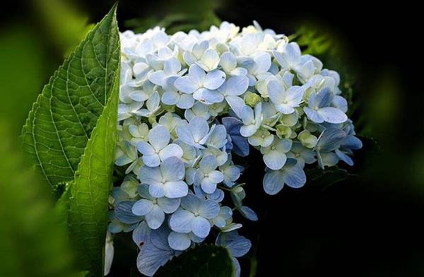 12月養繡球，要做4個核心工作，來年開花比臉還大