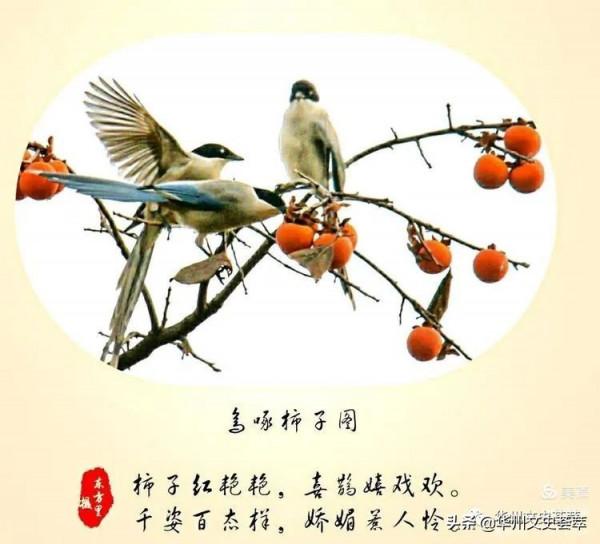華州李坡一景：鳥啄柿子