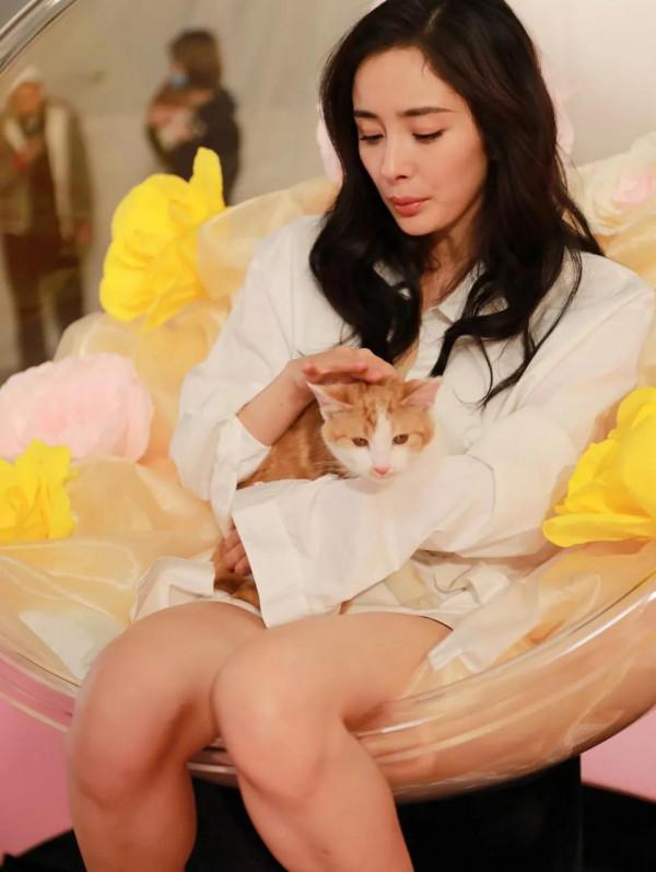 楊冪與貓咪
