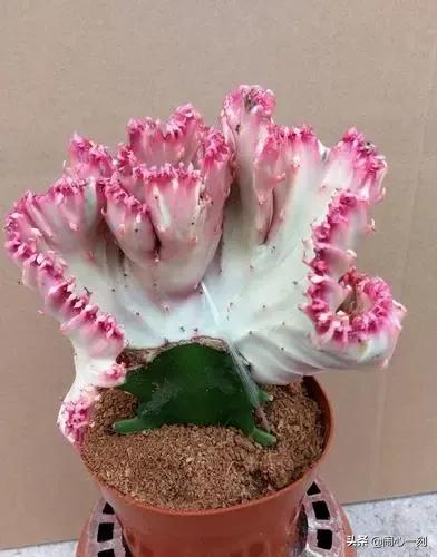 分享&mdash;&mdash;招財麒麟多肉