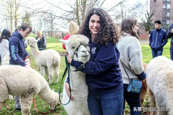 羊駝可以治療焦慮症？英國各地的動物解壓法真的可行