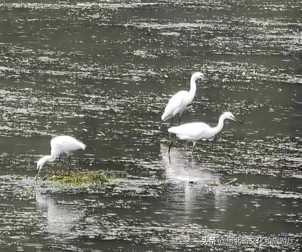 如詩如畫,何不來這“畫”中一遊? 如詩如畫,何不來這“畫”中一遊?