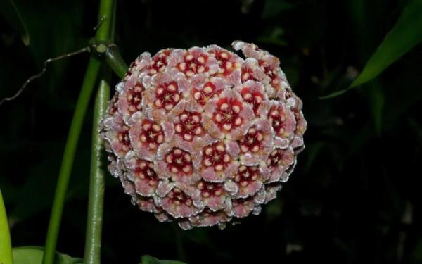 各色的花都開得繽紛絢燦，好像天上降下了一道彩雲