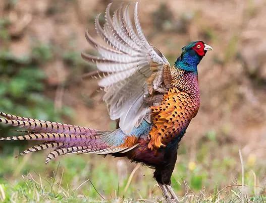 分享圖片：比鳳凰還美麗的鳥三十多款