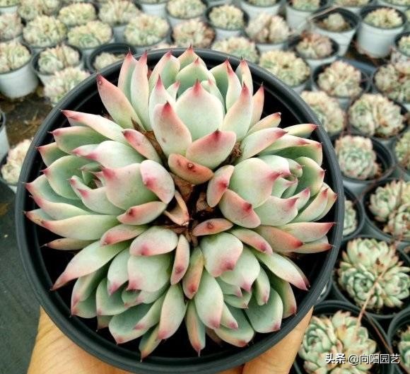 “兩廣”養多肉,養不出好狀態,問題出在哪裡?應該怎麼養? “兩廣”養多肉,養不出好狀態,問題出在哪裡?應該怎麼養?