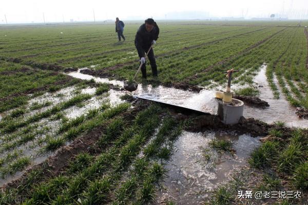 小麥想高產，只需記住“一千斤長相，八九百斤的產量”，效益翻倍