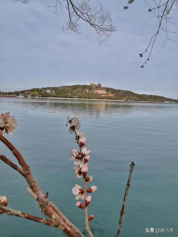 初春的頤和園桃花怒放千萬朵，色彩鮮豔紅似火