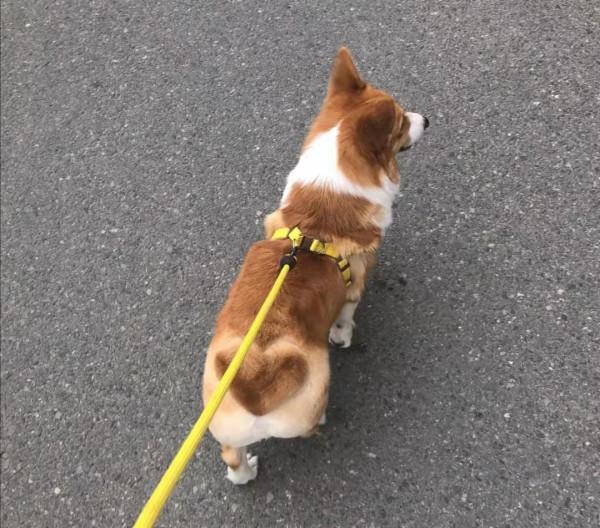 斷尾的柯基,要想健康成長,吃什麼狗糧最好? 斷尾的柯基,要想健康成長,吃什麼狗糧最好?