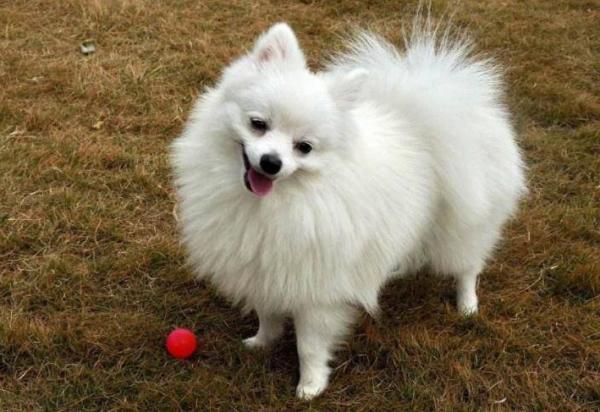 秋季養博美,這些“小問題”該注意,不然容易生病了 秋季養博美,這些“小問題”該注意,不然容易生病了