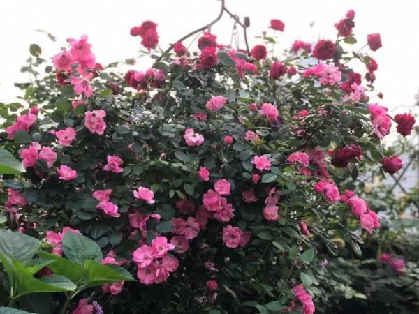 （2019）園丁獎露臺組《003號》一卷花薔 沉澱的時光