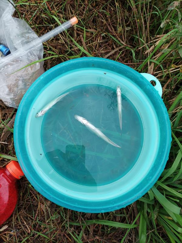 沒有大板鯽，結果被當做免費的供血泵