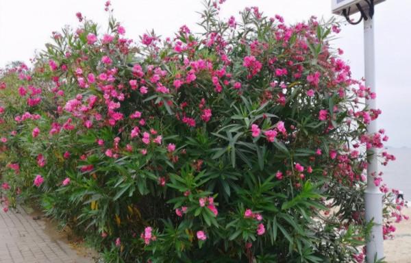 100種常見植物圖鑑,出門識花不再難,適合給小孩子做科普範文 100種常見植物圖鑑,出門識花不再難,適合給小孩子做科普範文