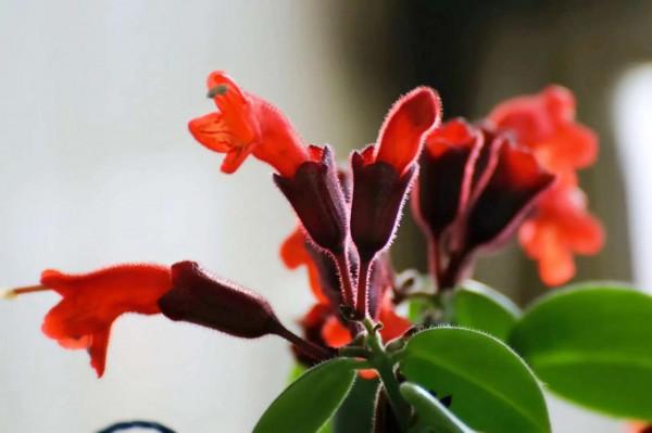 這10種“吊蘭”,不但比綠蘿好看,關鍵比綠蘿還好養活 這10種“吊蘭”,不但比綠蘿好看,關鍵比綠蘿還好養活