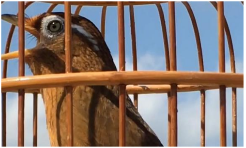 籠中鳥和林中鳥 籠中鳥和林中鳥