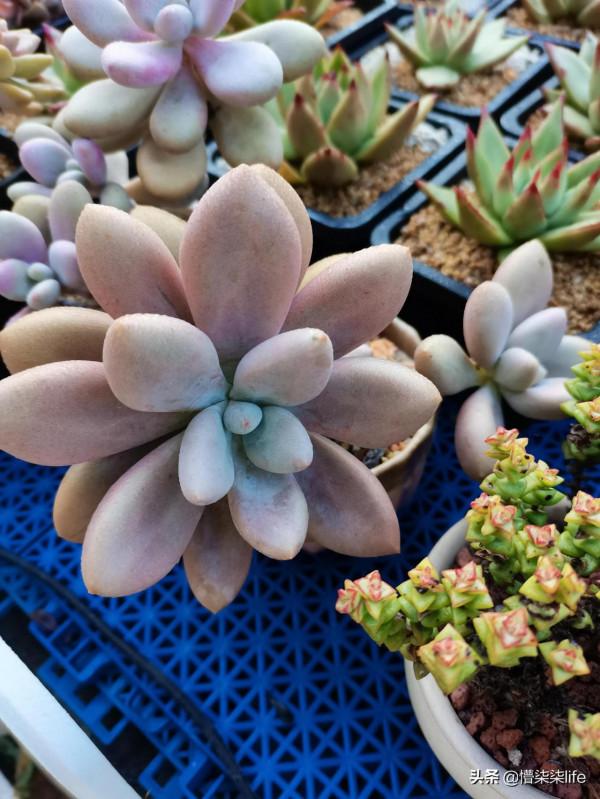 你會在肉肉正流行且價格不菲的時候入手嗎？