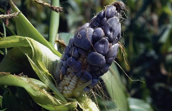 長在玉米上的“瘤狀物”是啥？雖然看著噁心，但是藥用價值還挺高