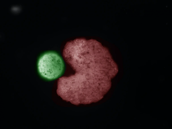 機器人也會生孩子了