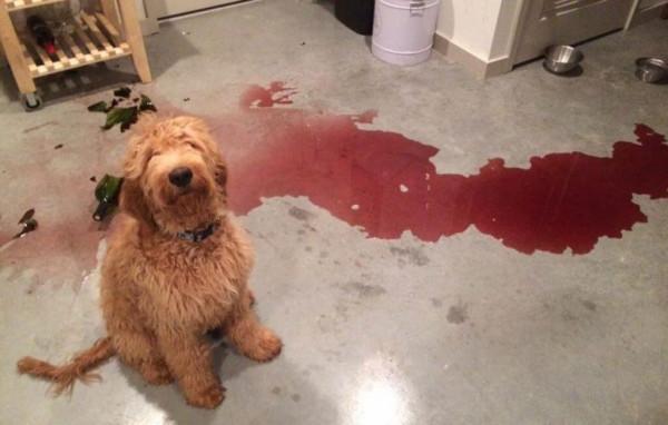 因搞破壞被抓時的狗狗,它的表情我能笑一天 因搞破壞被抓時的狗狗,它的表情我能笑一天