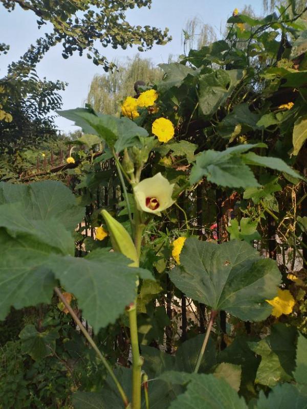 又到了釣輕口魚的季節，再說說釣組搭配，特別是漂尾徑和吃鉛量