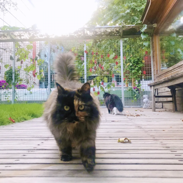 貓別墅還能這麼玩兒？