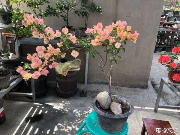 植物雨季沒處躲，勤排水多打理，從此不怕下雨天