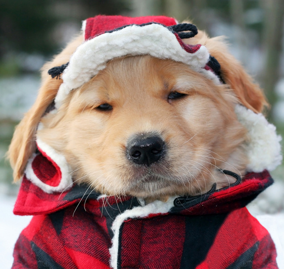 這些狗狗很“怕冷”：話不多說，冬衣趕緊安排上