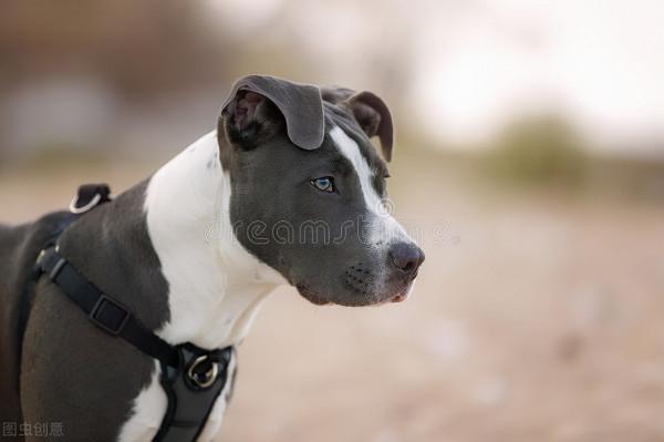 中國城市禁止養狗種,中華田園犬也在其中 中國城市禁止養狗種,中華田園犬也在其中