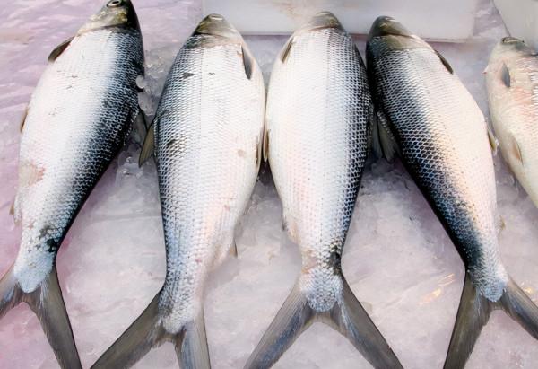 這三種魚肉中，或含有重金屬和甲醛，建議儘量少吃