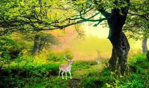 分享圖片 梅花鹿 可愛呆萌 堅強勇敢