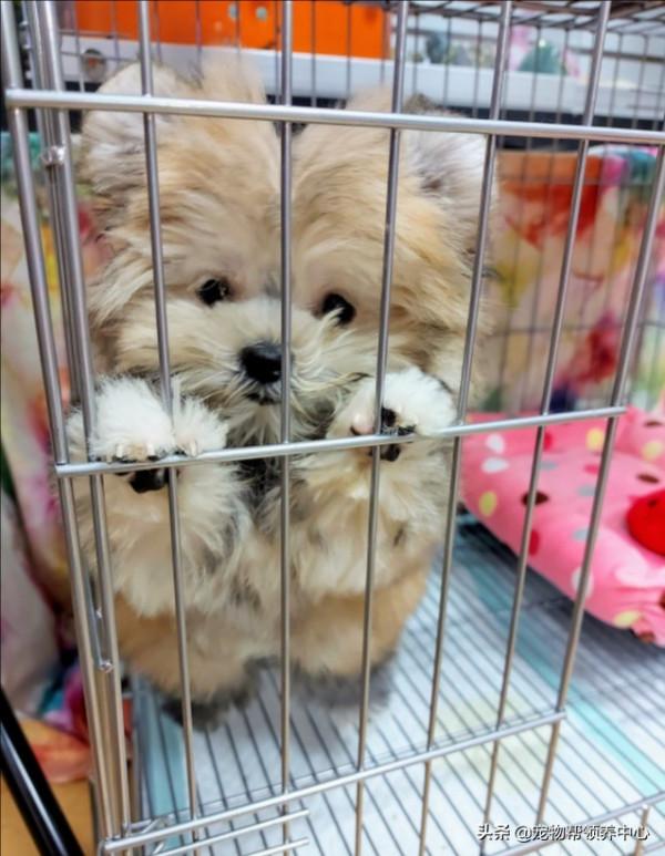 狗狗搗亂被抓包，網友卻紛紛表示：這是小熊吧？太可愛了原諒它