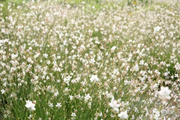 你見過山桃草嗎? 你見過山桃草嗎?