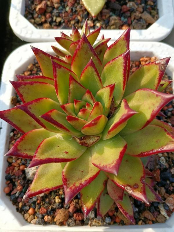 晨露能認多肉更美 晨露能認多肉更美