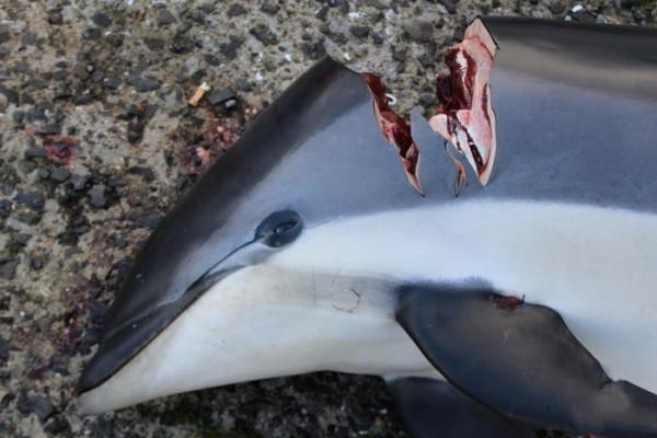 丹麥人捕殺海豚為什麼是合理的