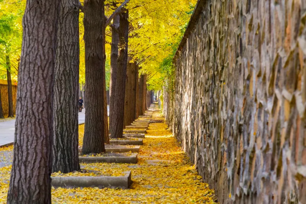 在北京過個秋天，立刻退掉了去騰衝的機票