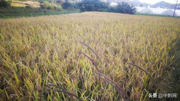 秋收季節,稻穀豐收了 秋收季節,稻穀豐收了