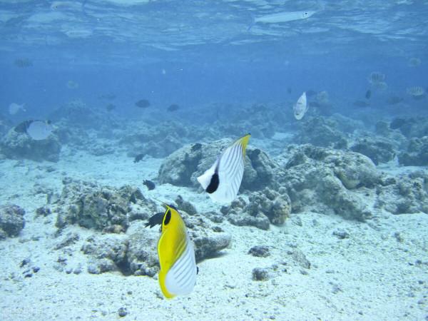 為什麼去過塞班島的人不會再去第二次? 為什麼去過塞班島的人不會再去第二次?