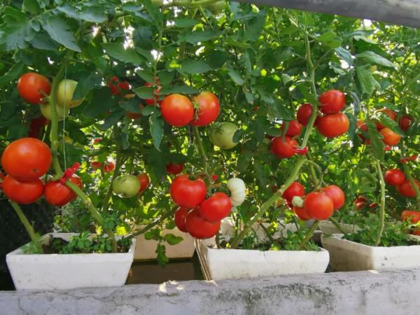 新式移動淺池,讓二培更加方便 新式移動淺池,讓二培更加方便