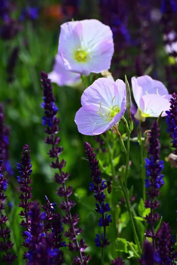 探花記｜美麗月見草，白天也開放