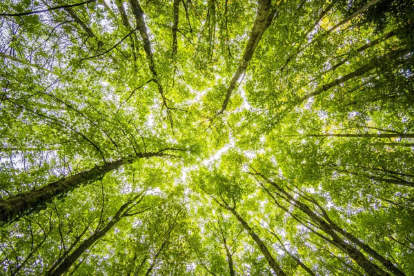 中國2060年實現碳中和,那為什麼說二氧化碳是溫室氣體呢? 中國2060年實現碳中和,那為什麼說二氧化碳是溫室氣體呢?