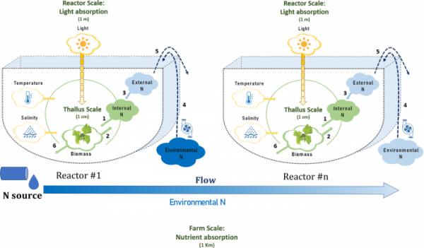 河口海藻養殖場可顯著降低氮濃度並防止環境汙染