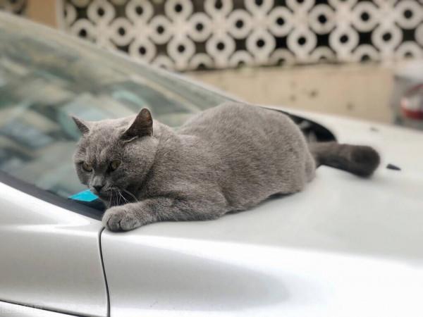 貓咪必不可少的營養素——牛磺酸，你瞭解多少？