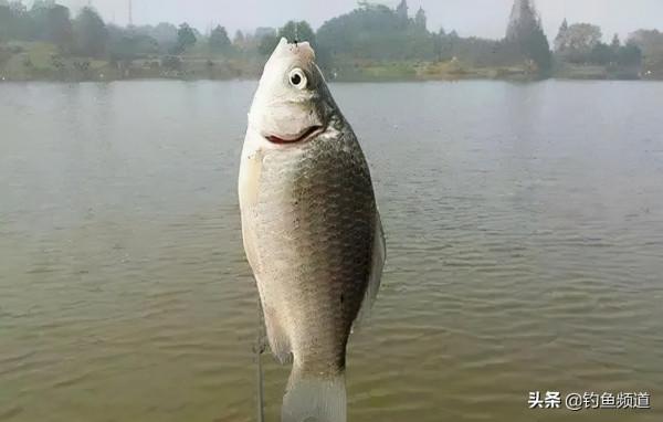 冬季釣魚，鯽魚不開口的2個主要原因，2種方法應對魚獲有保障