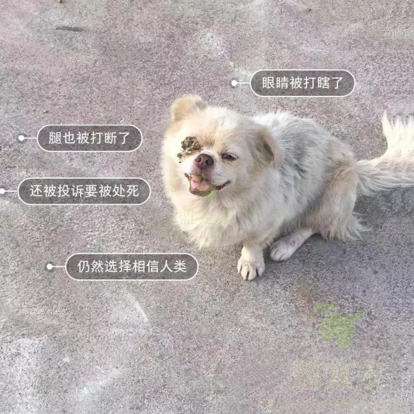 流浪狗慘遭人用鐵棍砸腿，眼睛也被木棍戳瞎，卻依然對人充滿善意