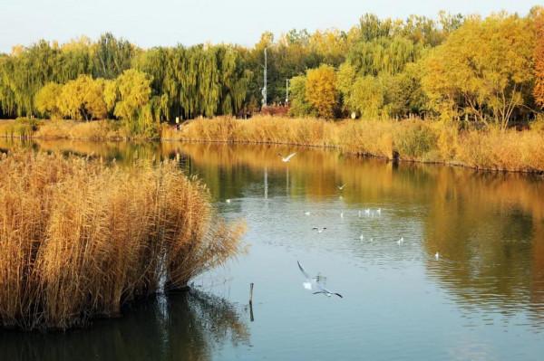 西北塞上江南——秋天