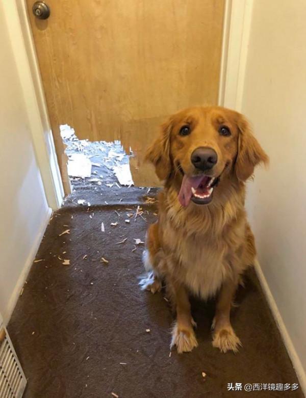 心疼主人一秒鐘，看看這些闖禍精和它們的“罪行”
