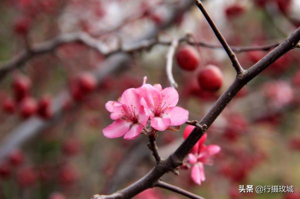 花果相擁迎冬雪,山東黃河玫瑰湖國家溼地公園現奇觀 花果相擁迎冬雪,山東黃河玫瑰湖國家溼地公園現奇觀
