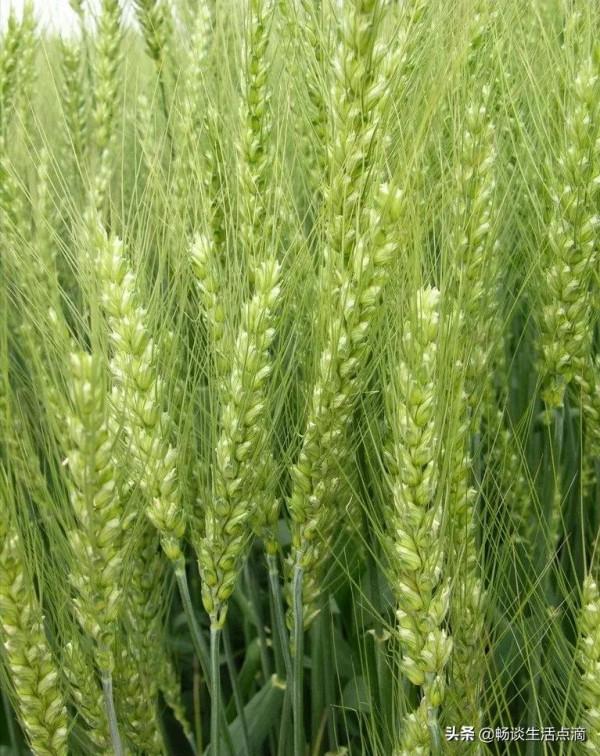 天氣預報：明年是不是好年景？十一月初一早知道，看看諺語怎麼說