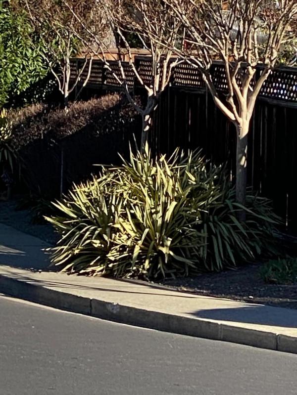 發生在我的美國鄰居們之間的故事